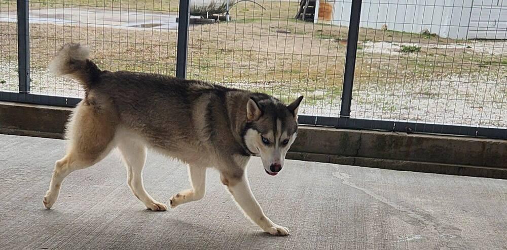 Bolt, Adoptable, Young Male Siberian Husky.