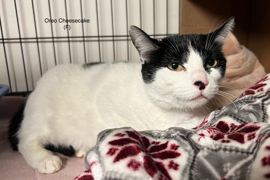 Oreo Cheesecake, Adoptable, Adult Female Domestic Short Hair.