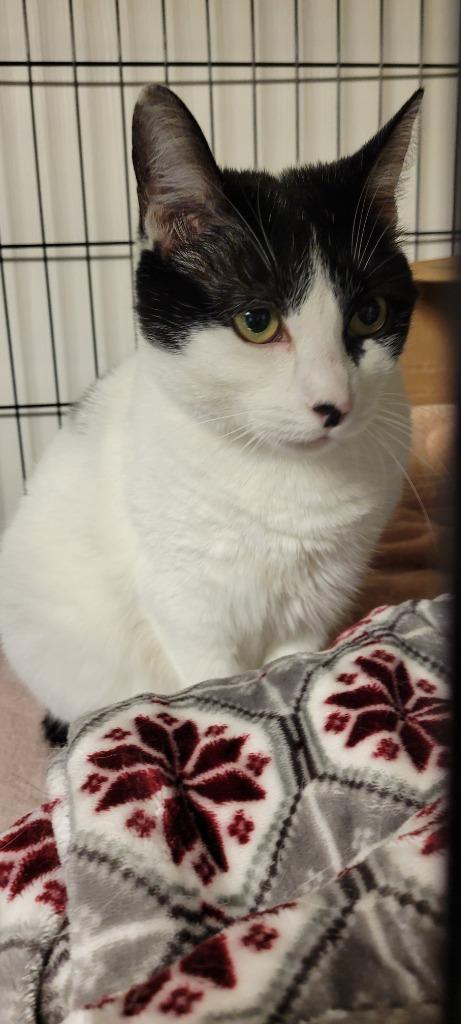 Oreo Cheesecake, Adoptable, Adult Female Domestic Short Hair.