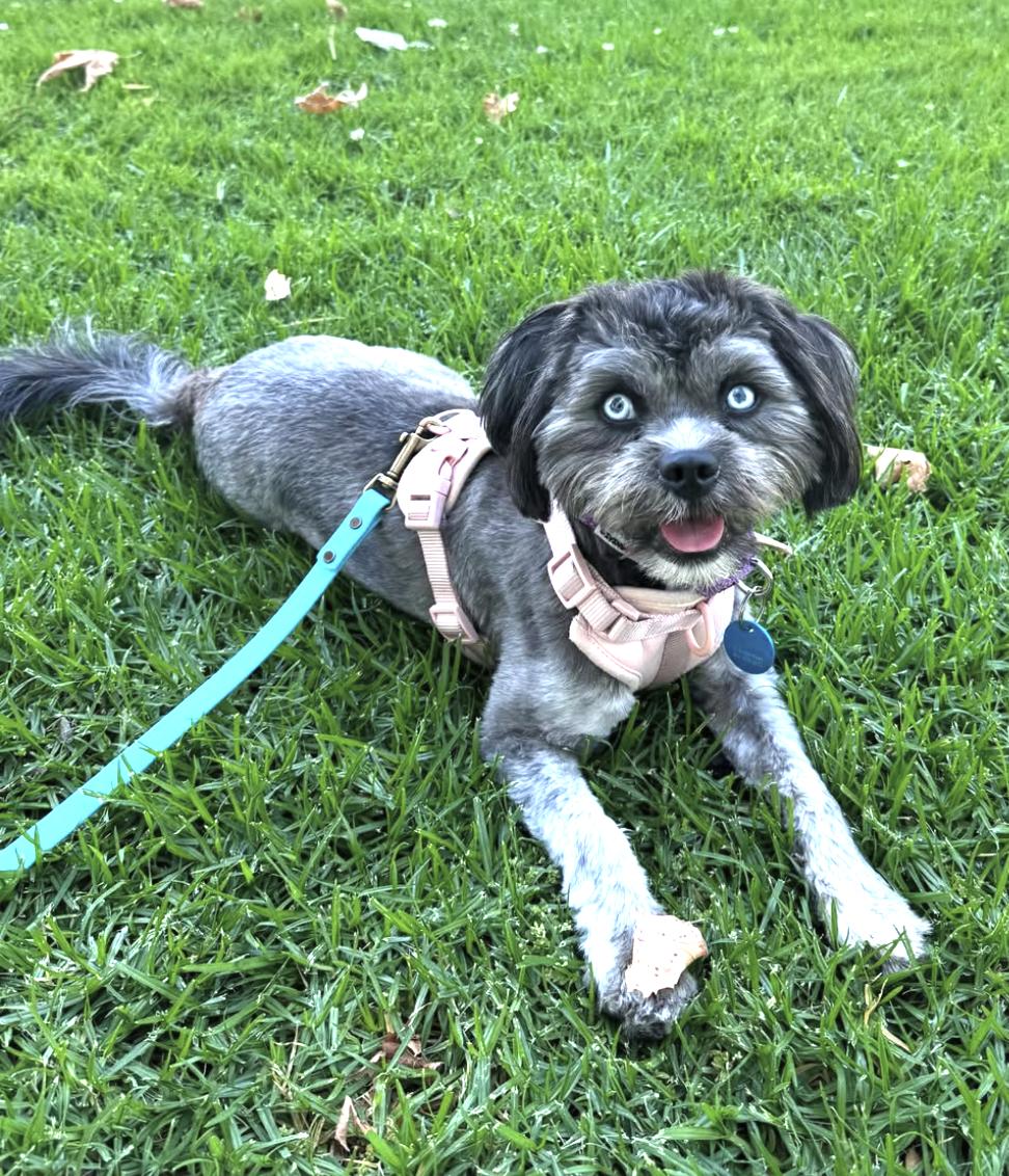 Wednesday , ADOPTABLE, Adult Female Shih Tzu & Australian Shepherd.