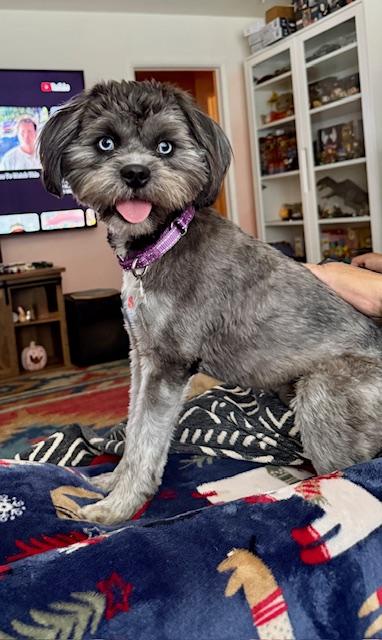 Enlarge Wednesday , a ADOPTABLE mixed breed in Pasadena, CA image 4/6