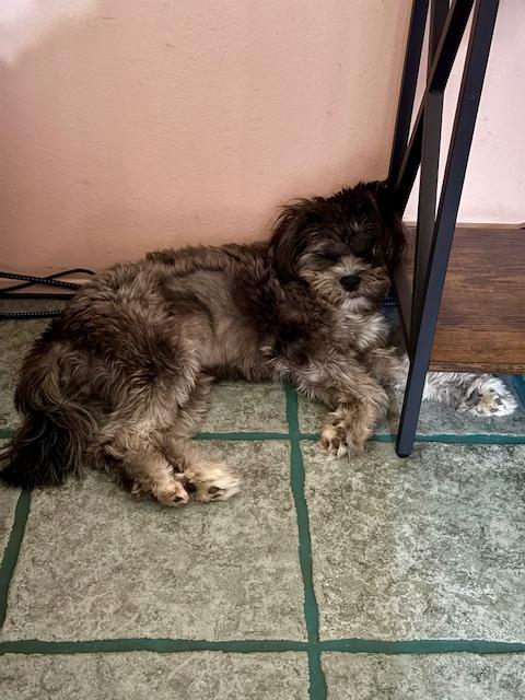 Enlarge Wednesday , a ADOPTABLE mixed breed in Pasadena, CA image 2/6