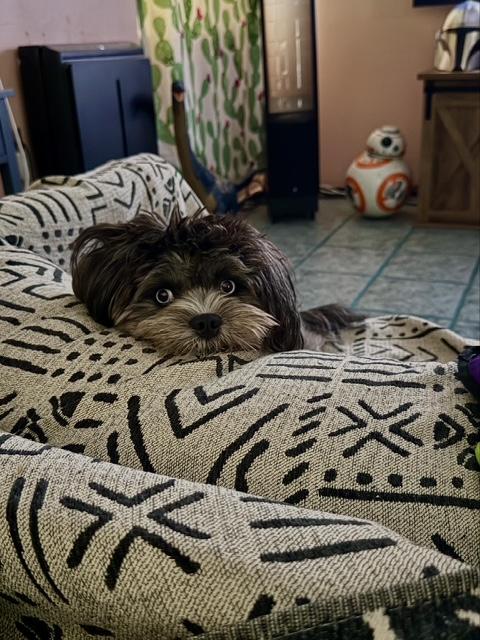 Enlarge Wednesday , a ADOPTABLE mixed breed in Pasadena, CA image 5/6