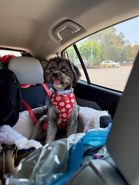 Enlarge Wednesday , a ADOPTABLE mixed breed in Pasadena, CA image 6/6