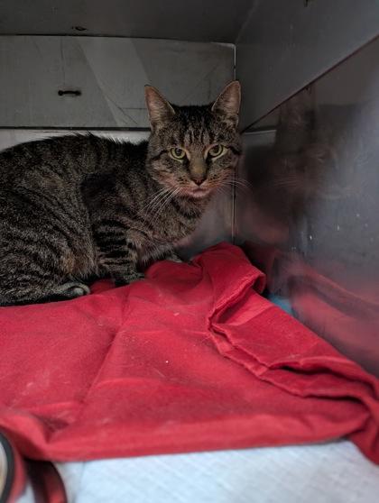Frontporch25, Adoptable, Adult Male Domestic Short Hair & Domestic Short Hair.