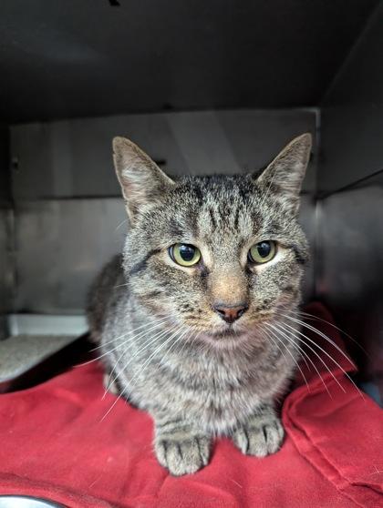 Enlarge Frontporch25, a Adoptable mixed breed in Simcoe, ON image 1/3