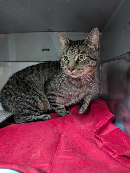 Enlarge Frontporch25, a Adoptable mixed breed in Simcoe, ON image 3/3