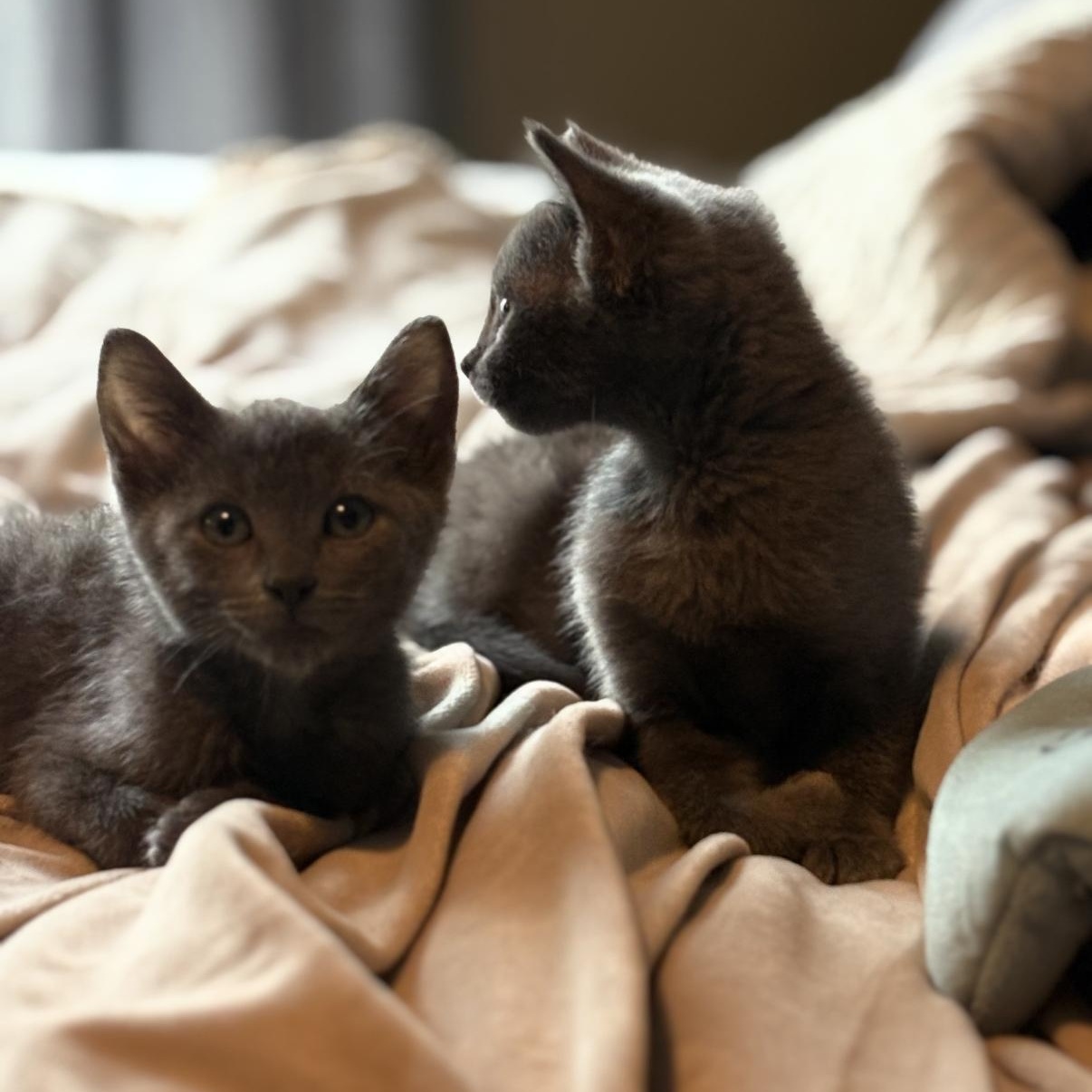 Enlarge Solene AND Soraya (Bonded Sisters), a Adoptable mixed breed in Omaha, NE image 3/4