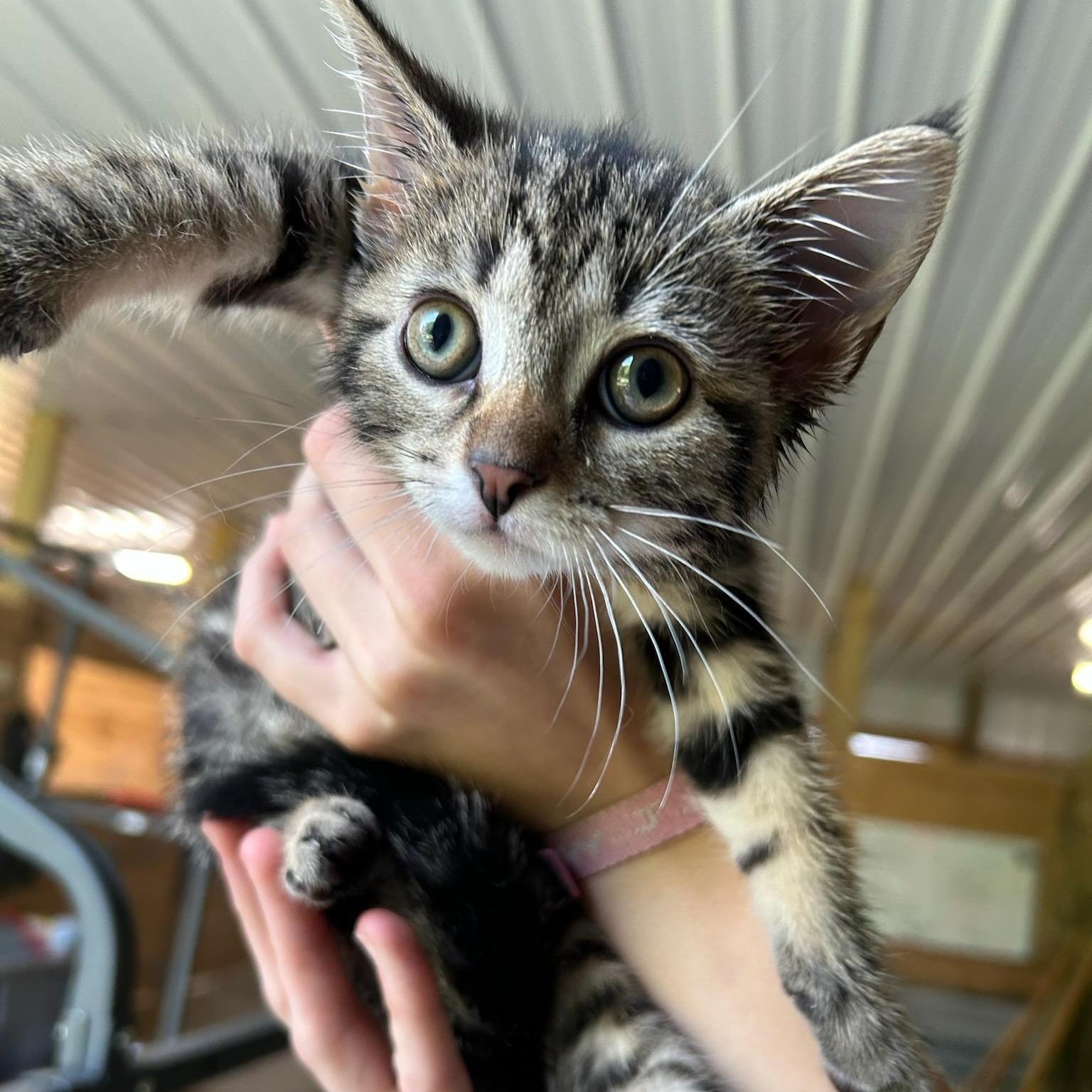 Pete, an adoptable Domestic Medium Hair in Traverse City, MI, 49684 | Photo Image 1