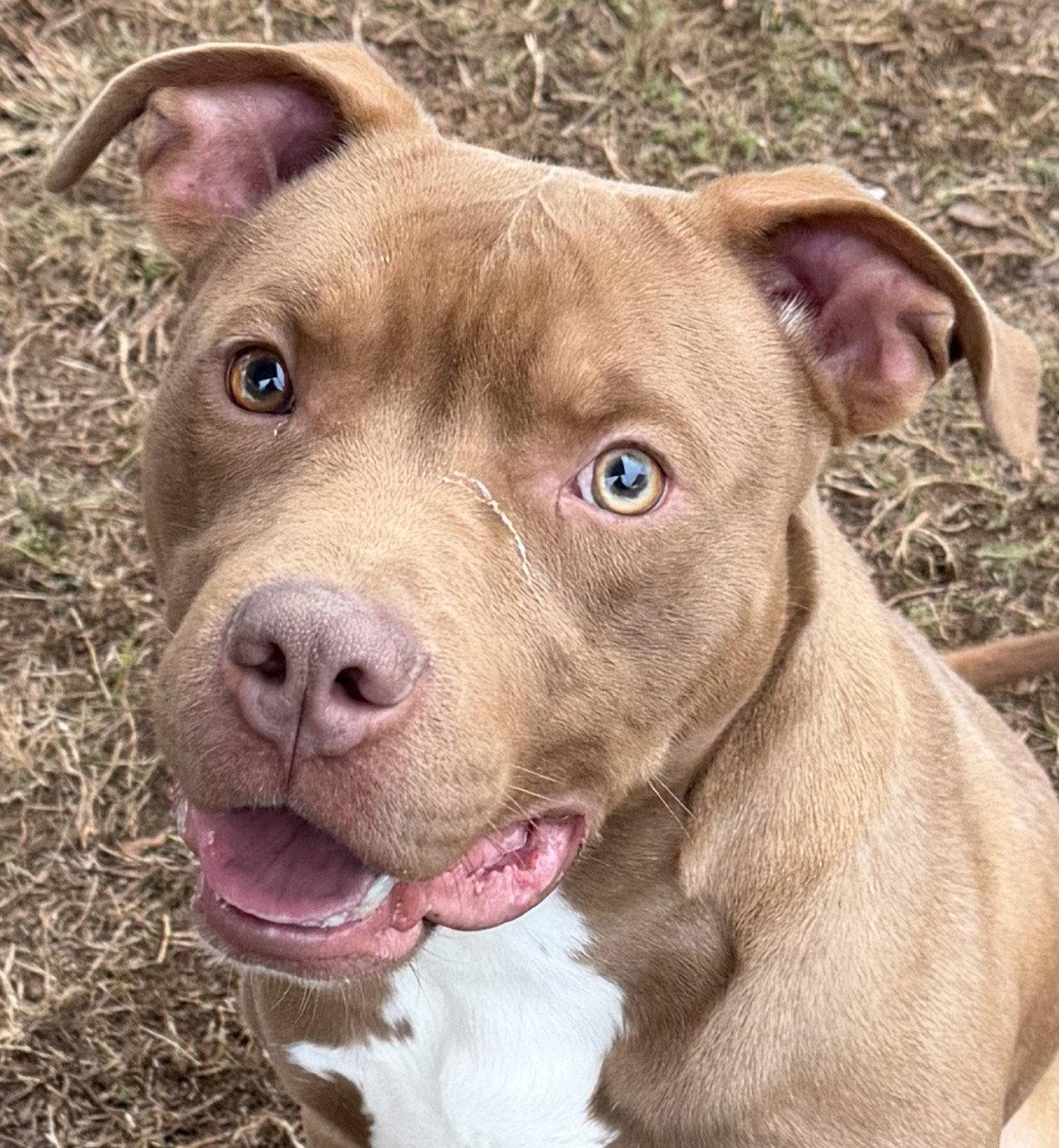 Nash, a Adopted Pit Bull Terrier in Carrollton, GA image 2/3