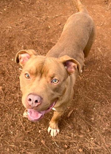 Nash, a Adopted Pit Bull Terrier in Carrollton, GA image 3/3
