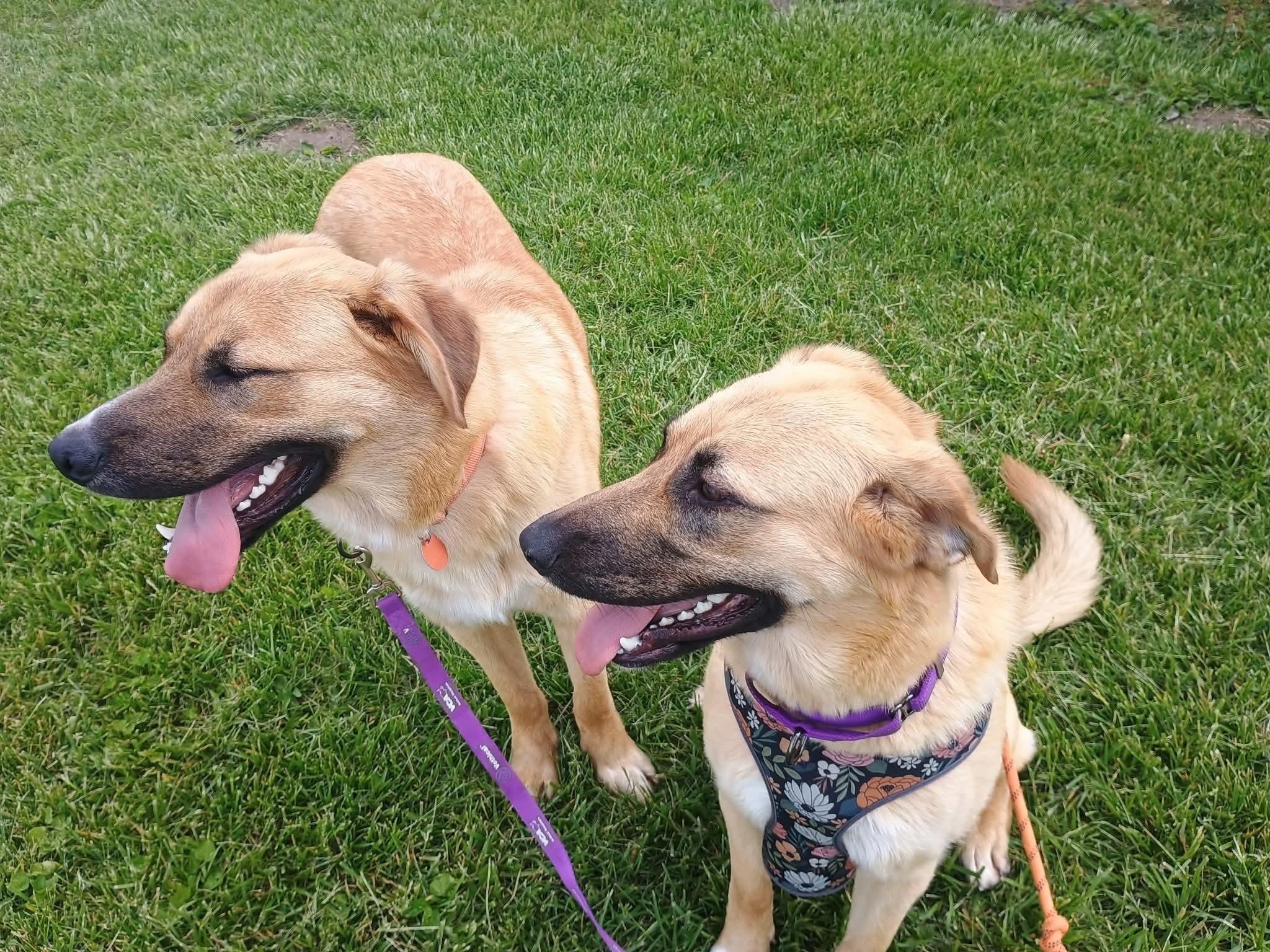 Enlarge Bjorn, a ADOPTABLE mixed breed in Liberty, IN image 4/5