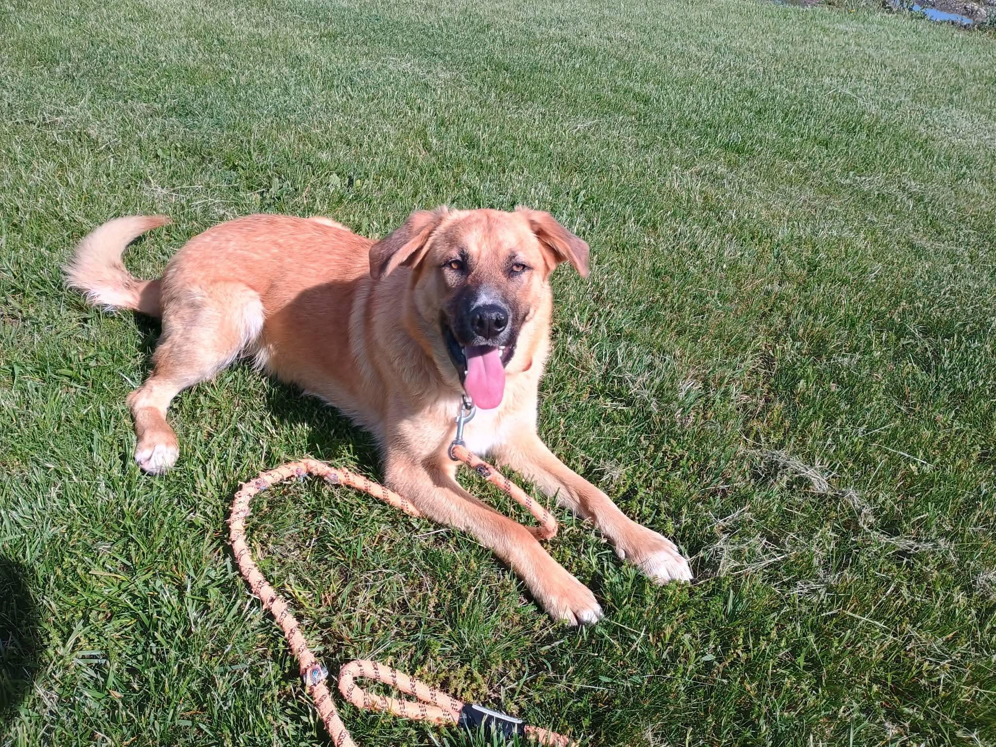 Enlarge Bjorn, a ADOPTABLE mixed breed in Liberty, IN image 5/5