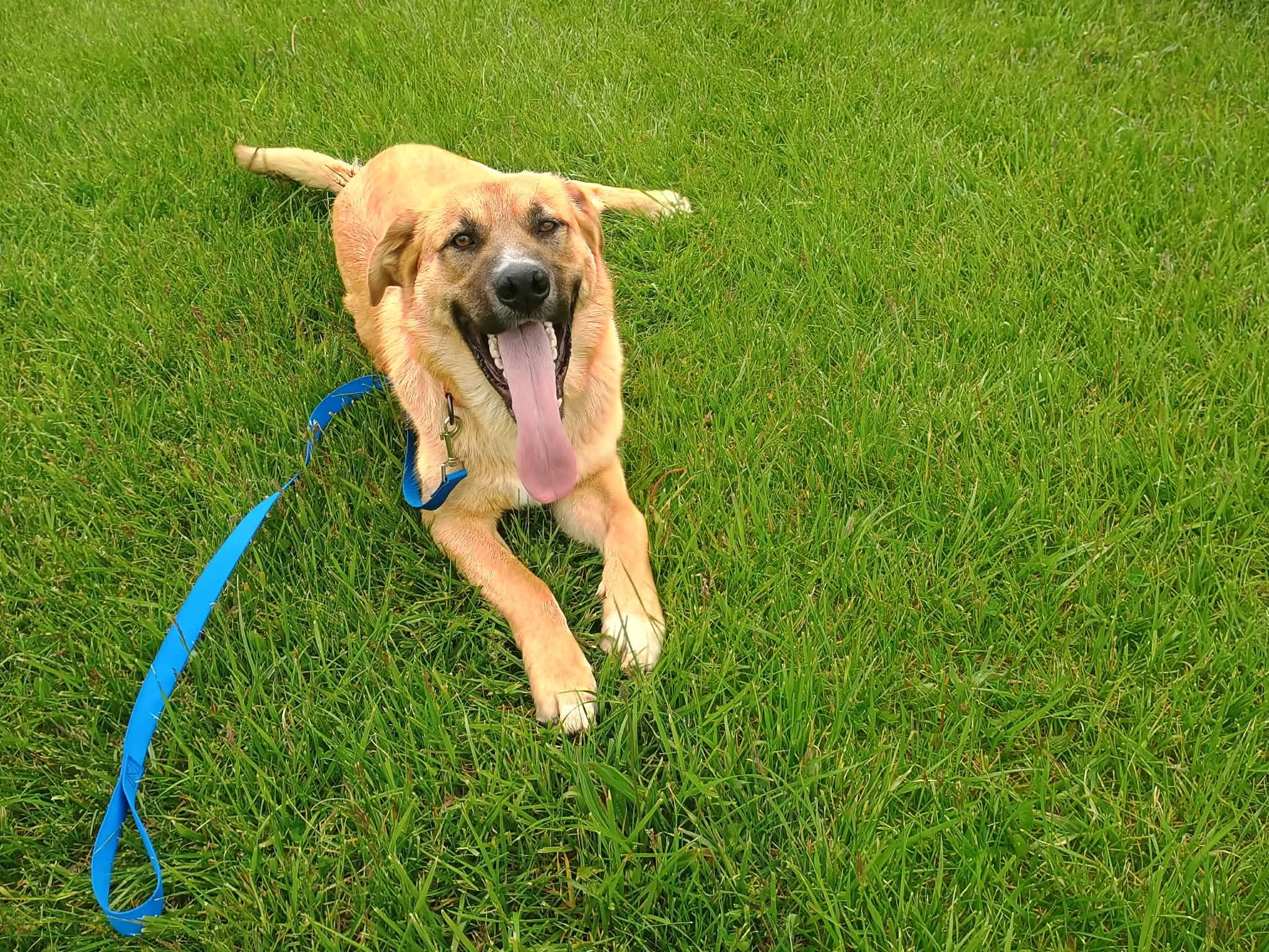 Enlarge Bjorn, a ADOPTABLE mixed breed in Liberty, IN image 2/5