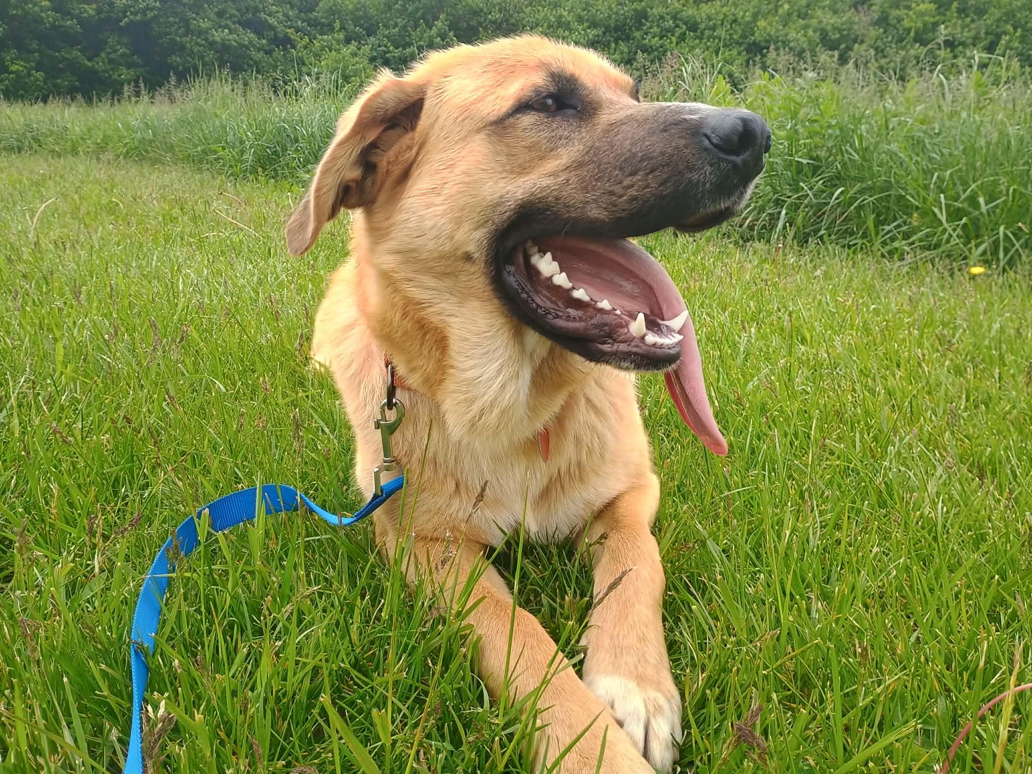 Bjorn, ADOPTABLE, Young Male Golden Retriever & German Shepherd Dog.