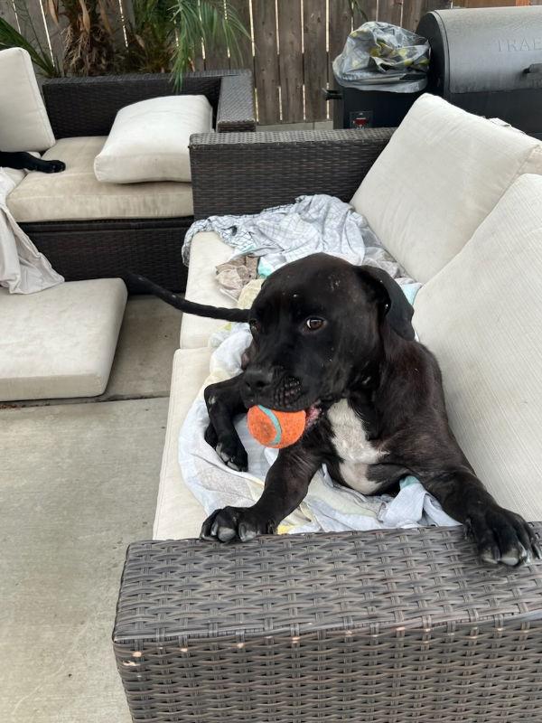 Bella, Adoptable, Young Female Labrador Retriever & Staffordshire Bull Terrier.