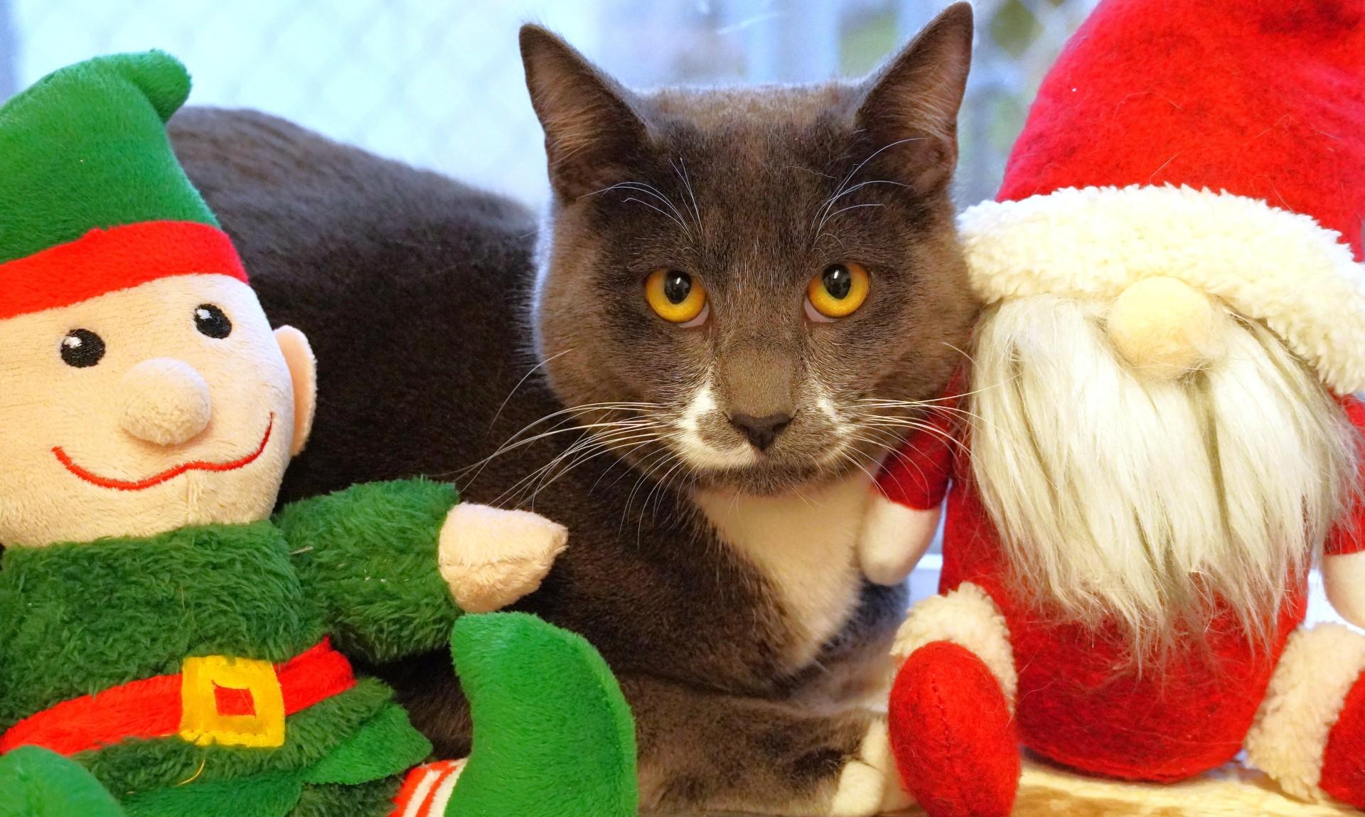 Enlarge Jet, a Adoptable Domestic Short Hair in Grants Pass, OR image 3/4