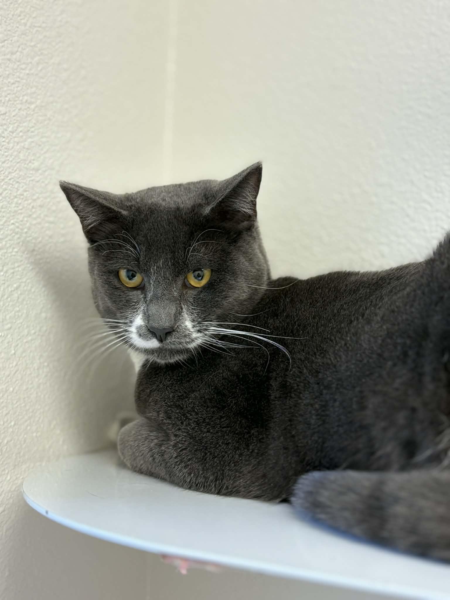 Jet, Adoptable, Young Male Domestic Short Hair.