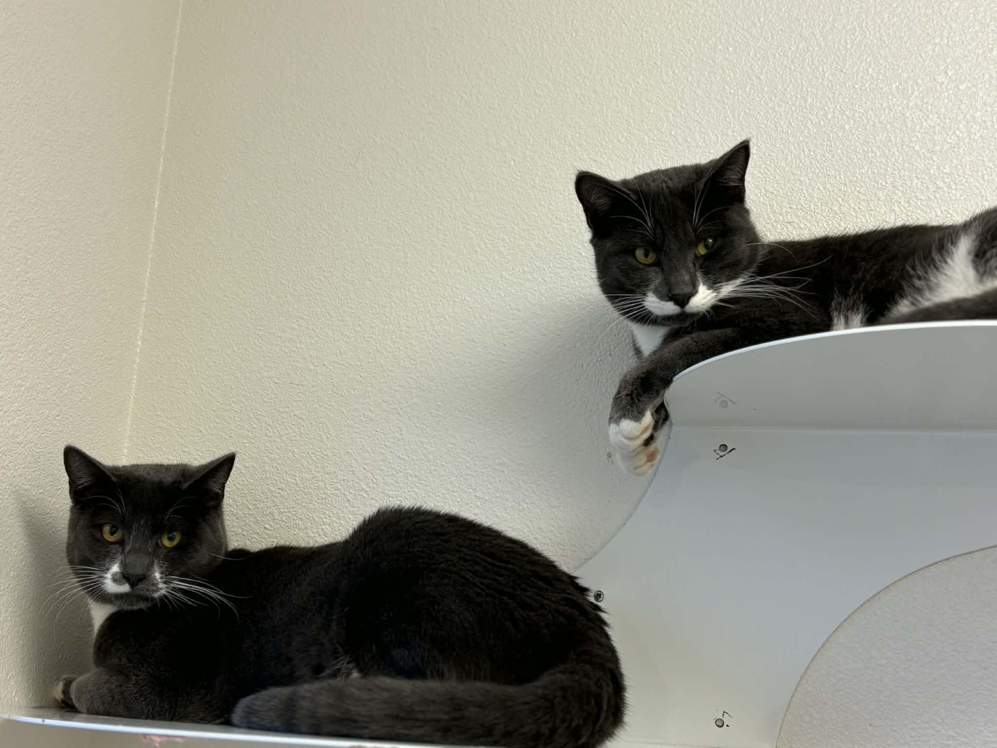 Enlarge Jet, a Adoptable Domestic Short Hair in Grants Pass, OR image 2/4