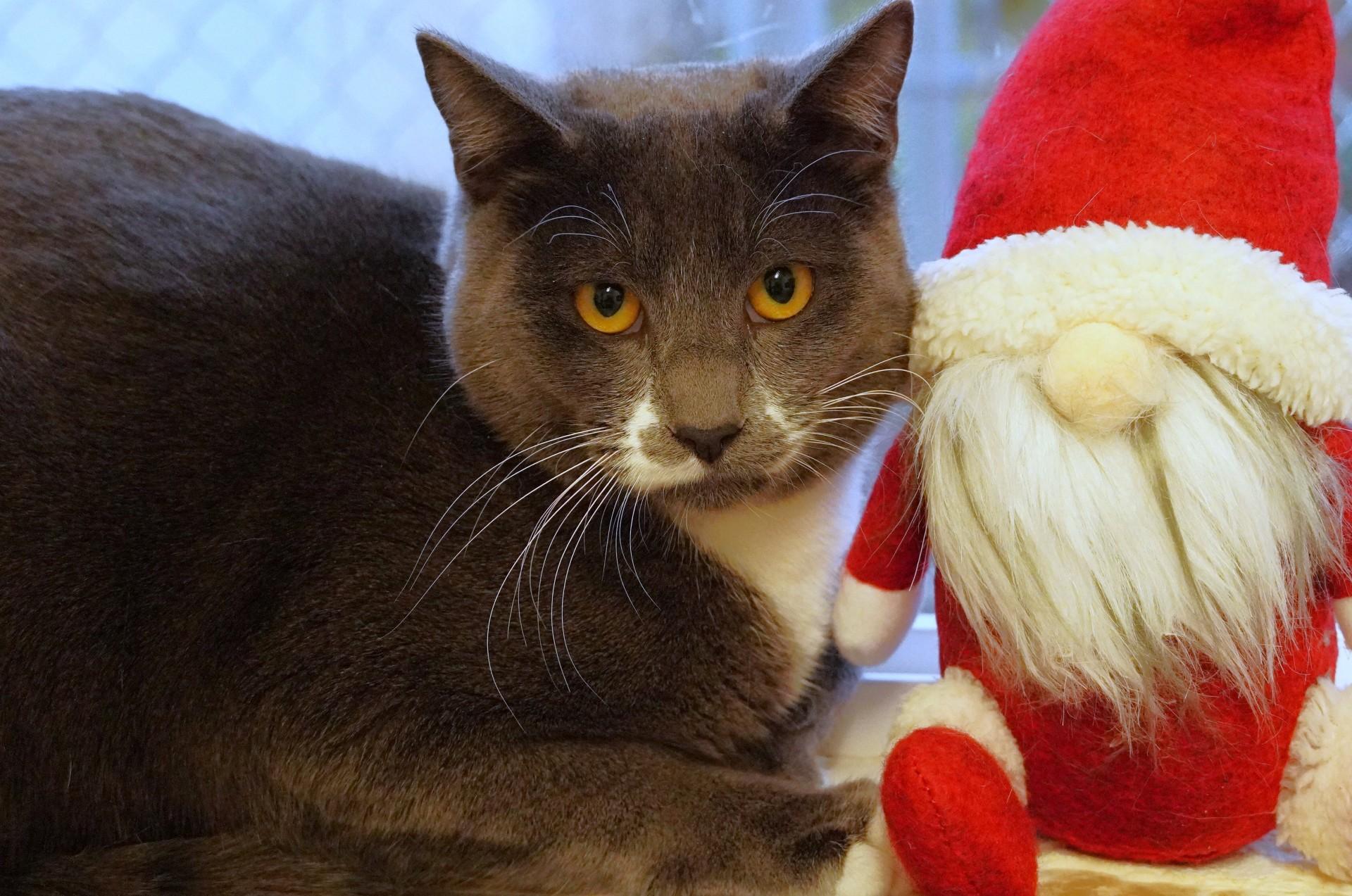 Enlarge Jet, a Adoptable Domestic Short Hair in Grants Pass, OR image 4/4