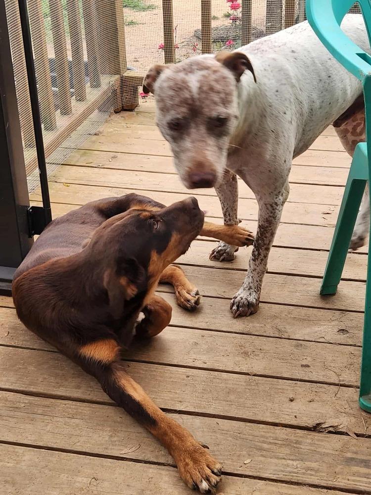 Hardee, a Adoptable mixed breed in McMinnville, TN image 1/2