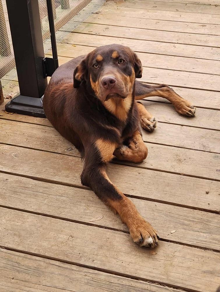 Hardee, a Adoptable mixed breed in McMinnville, TN image 2/2