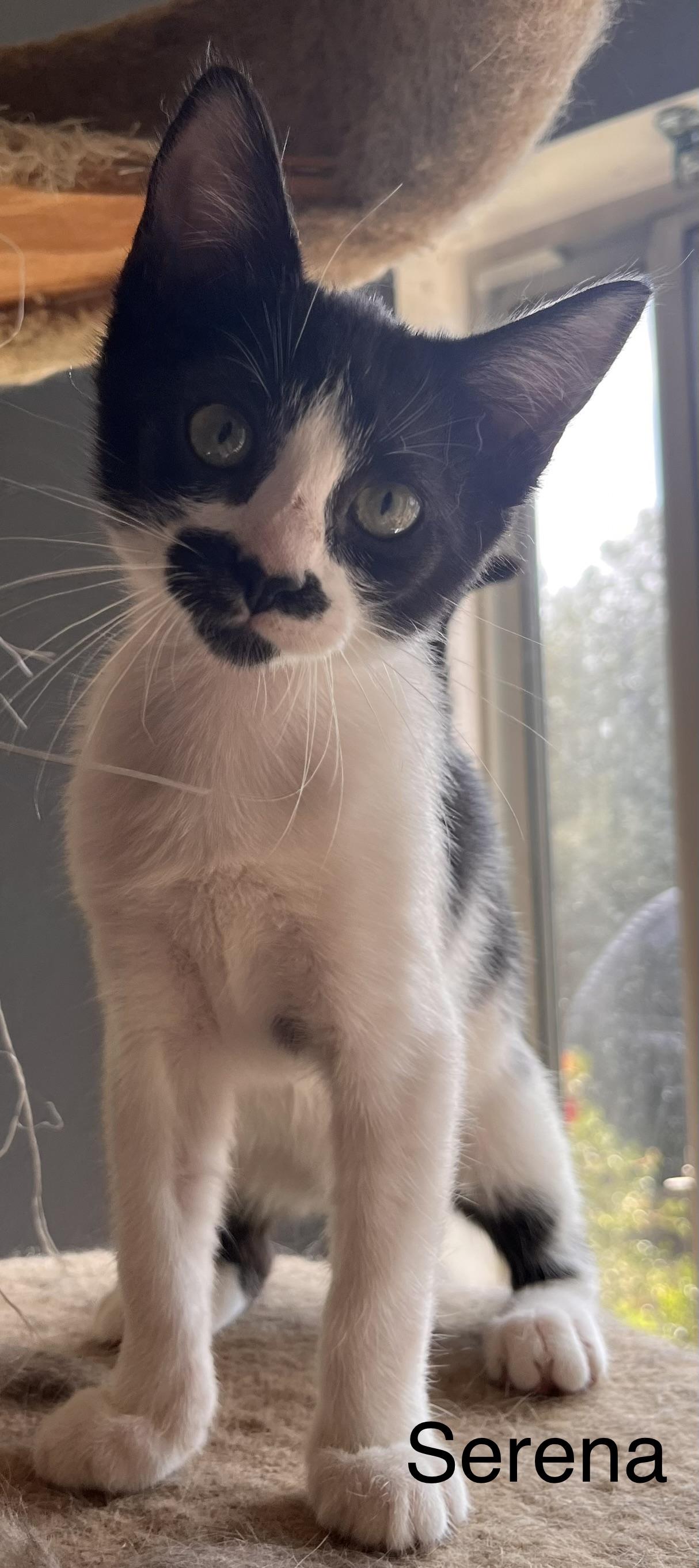 Serena , Adoptable, Kitten Female American Shorthair & Domestic Short Hair.