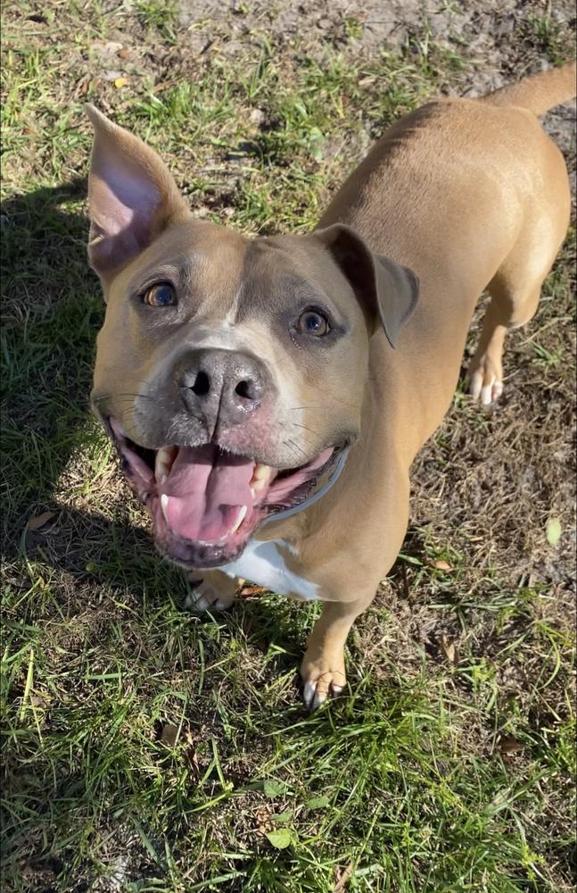 Enlarge Lola, a Adoptable mixed breed in Orlando, FL image 1/3