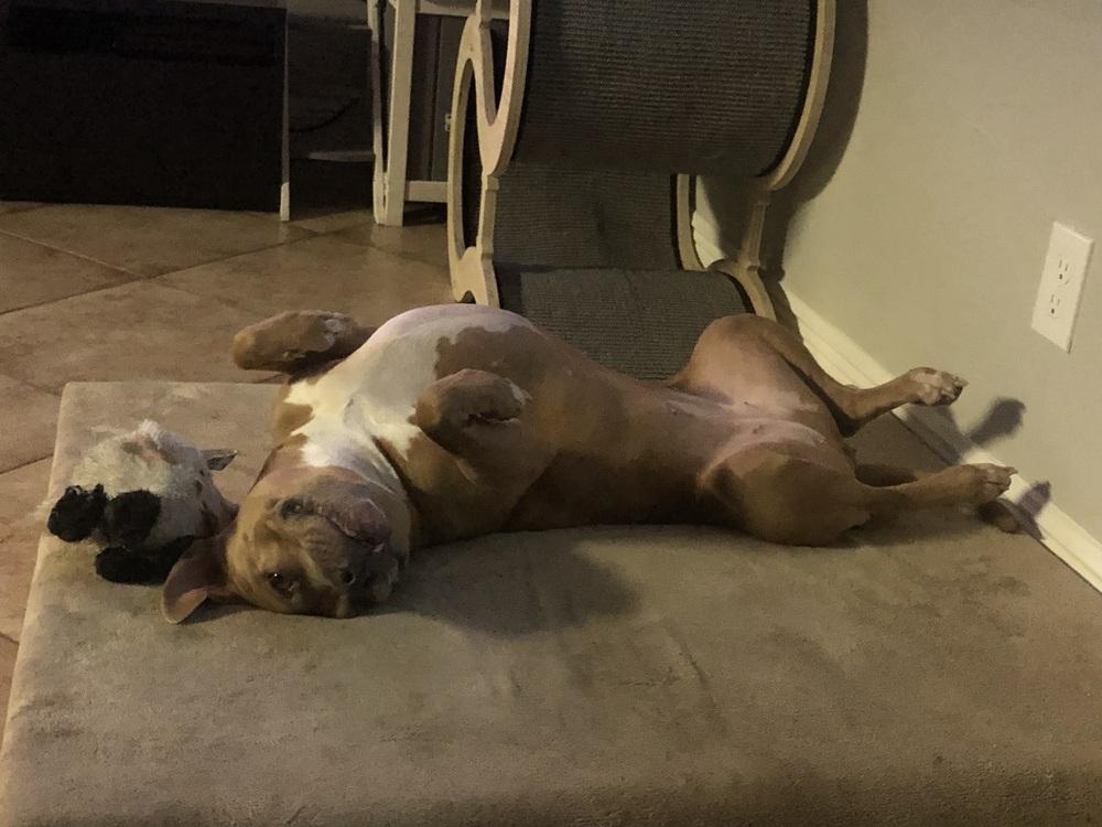 Enlarge Lola, a Adoptable mixed breed in Orlando, FL image 2/3