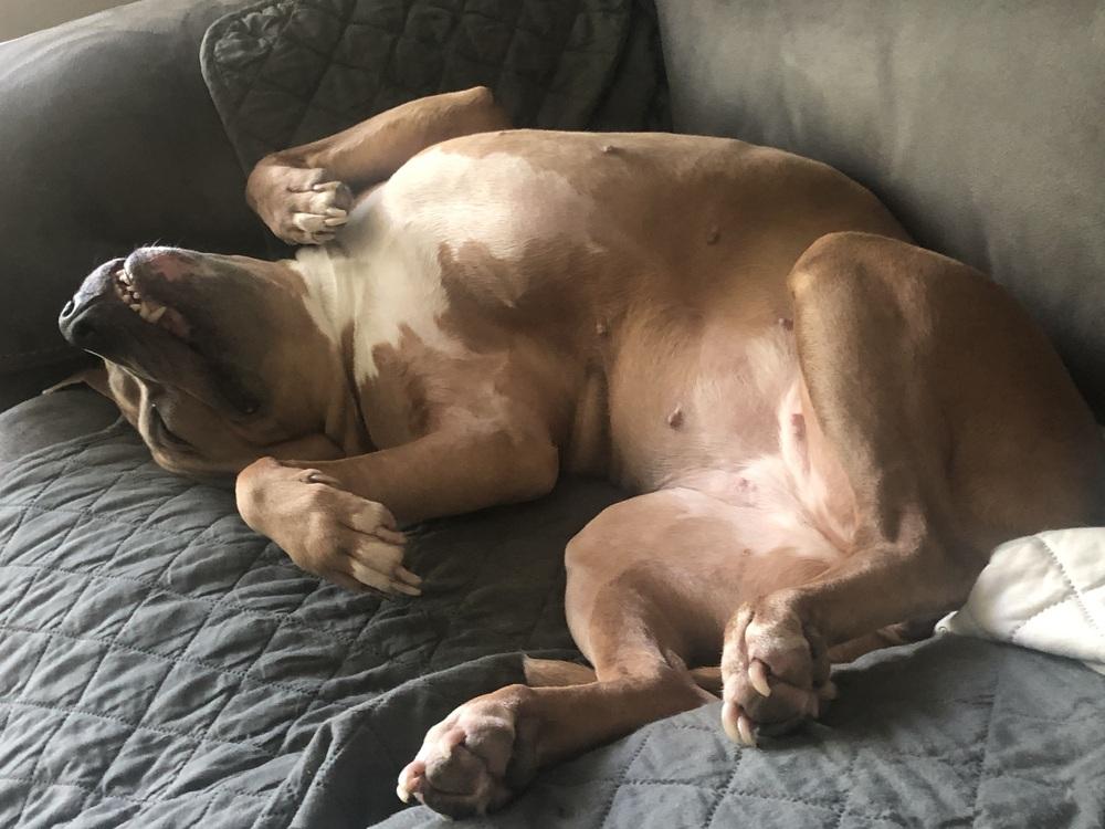 Enlarge Lola, a Adoptable mixed breed in Orlando, FL image 3/3