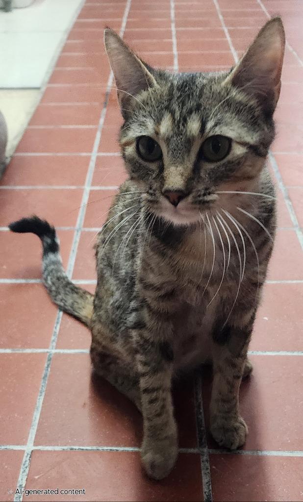 Wynter, Adoptable, Young Female Domestic Short Hair.