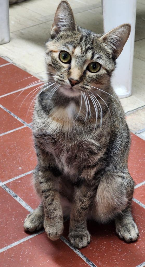 Enlarge Wynter, a Adoptable mixed breed in Port Jervis, NY image 2/4