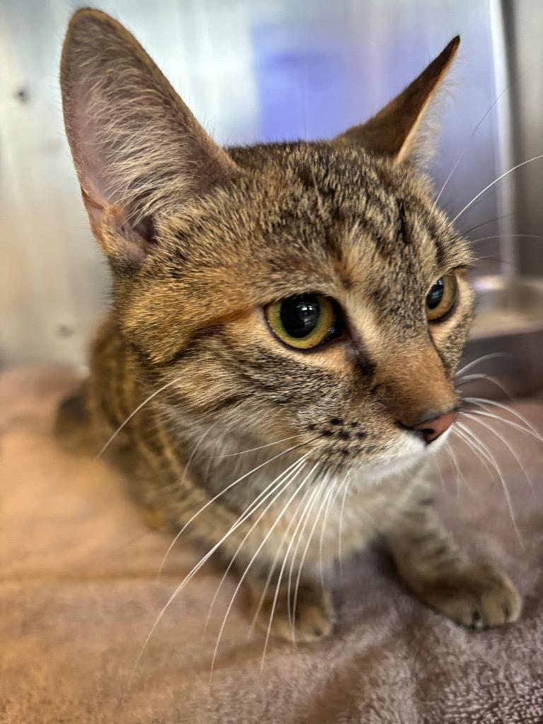 Enlarge Wynter, a Adoptable mixed breed in Port Jervis, NY image 3/4