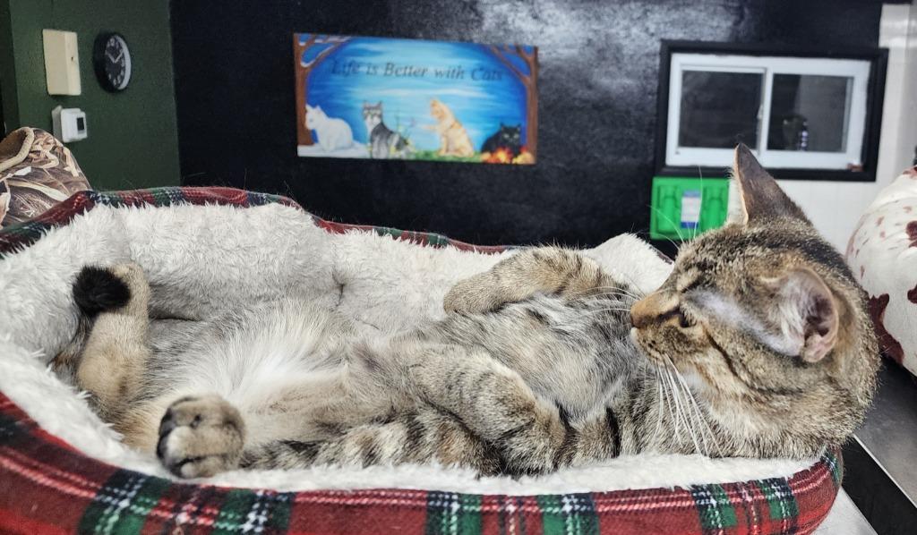 Enlarge Wynter, a Adoptable mixed breed in Port Jervis, NY image 4/4