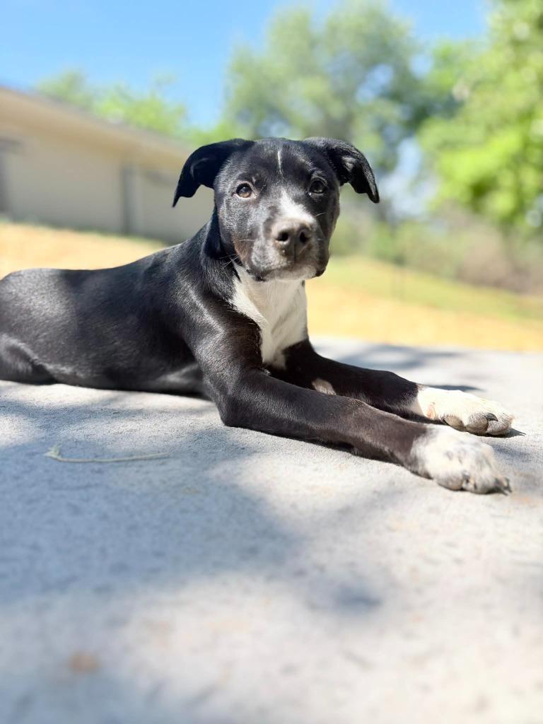 KENNEDY, Adoptable, Puppy Female Pit Bull Terrier.