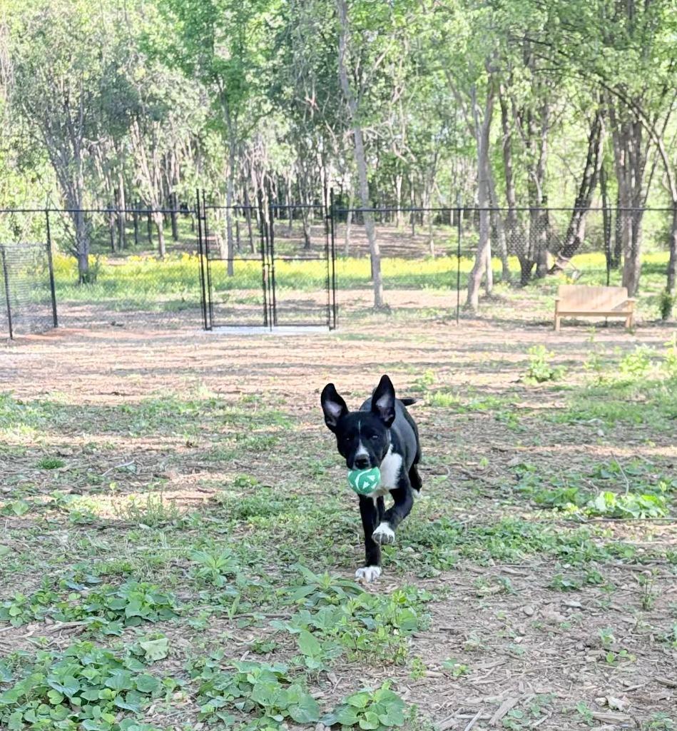 Enlarge KENNEDY, a Adoptable Pit Bull Terrier in Athens, AL image 2/6