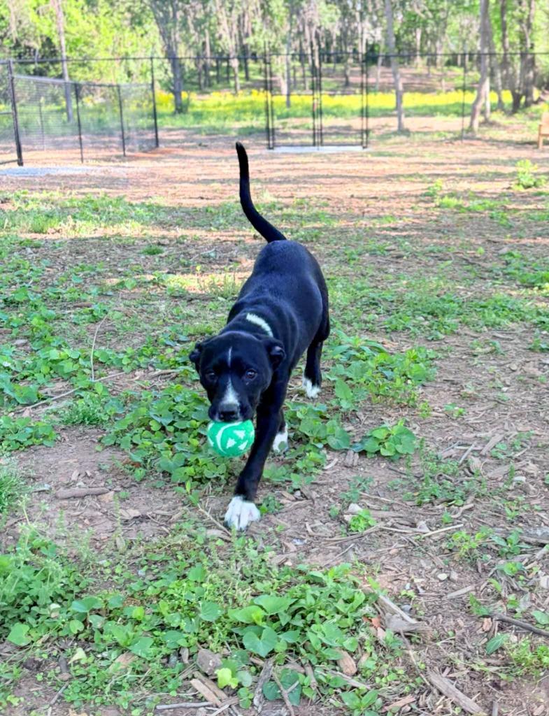 Enlarge KENNEDY, a Adoptable Pit Bull Terrier in Athens, AL image 3/6