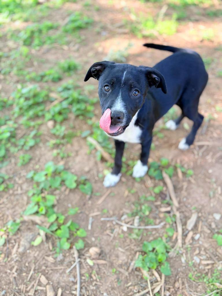 Enlarge KENNEDY, a Adoptable Pit Bull Terrier in Athens, AL image 4/6