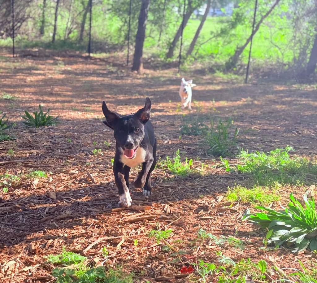 Enlarge KENNEDY, a Adoptable Pit Bull Terrier in Athens, AL image 5/6