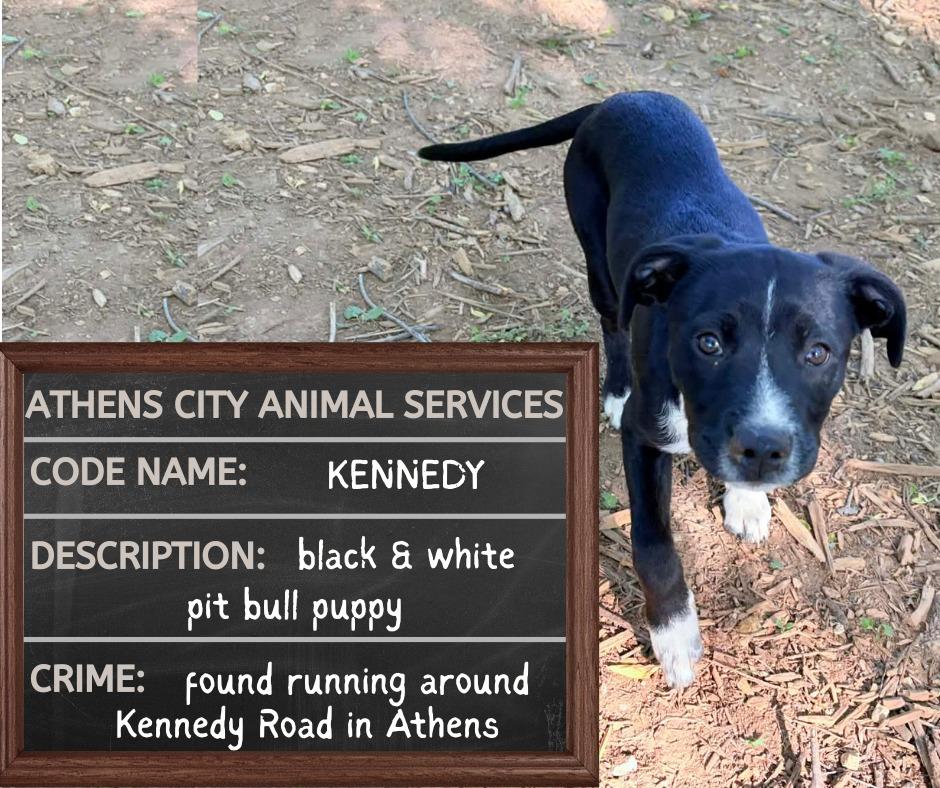 Enlarge KENNEDY, a Adoptable Pit Bull Terrier in Athens, AL image 6/6