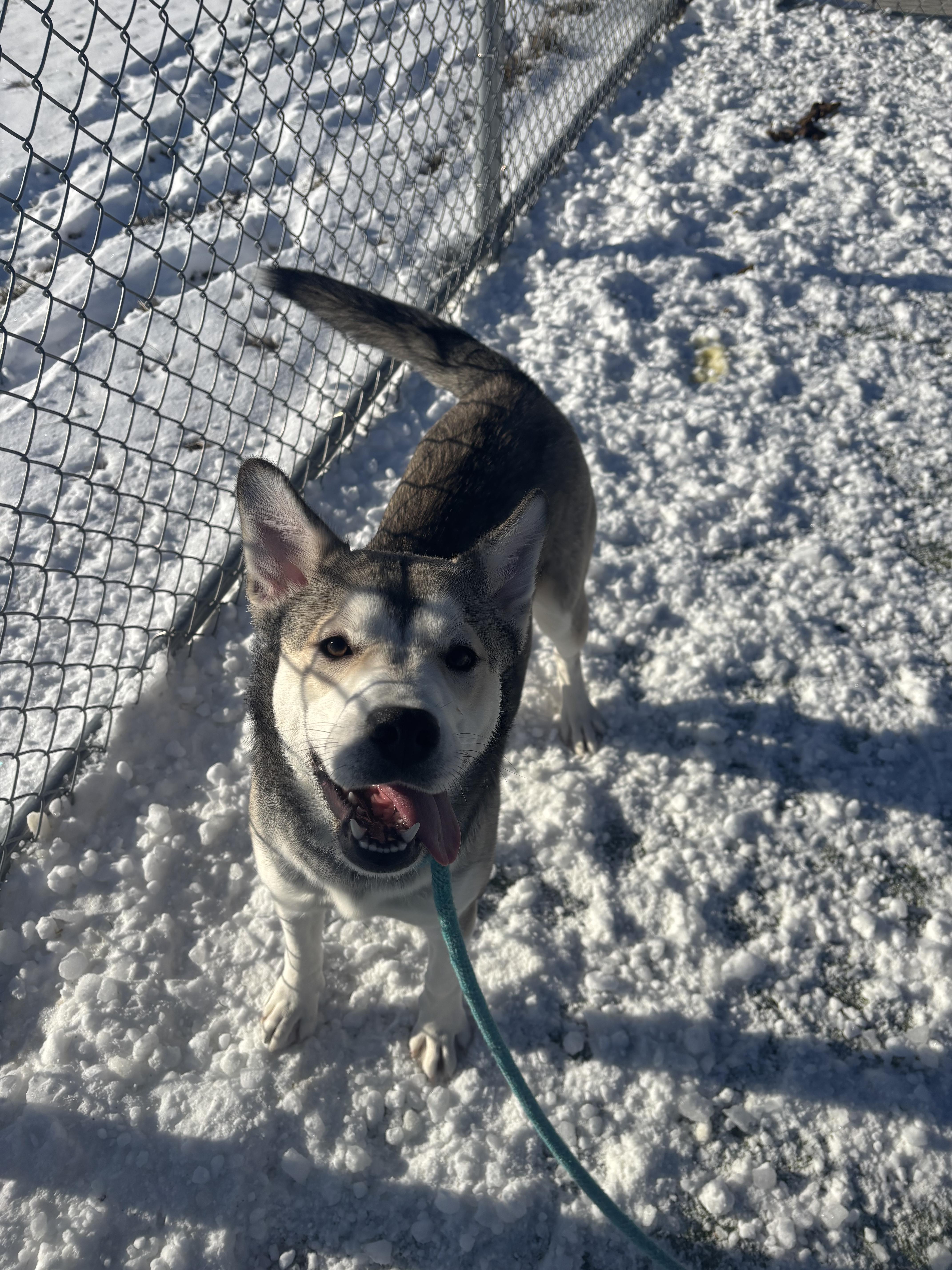 Enlarge Dory, a ADOPTABLE Husky in Liberty, MO image 4/6