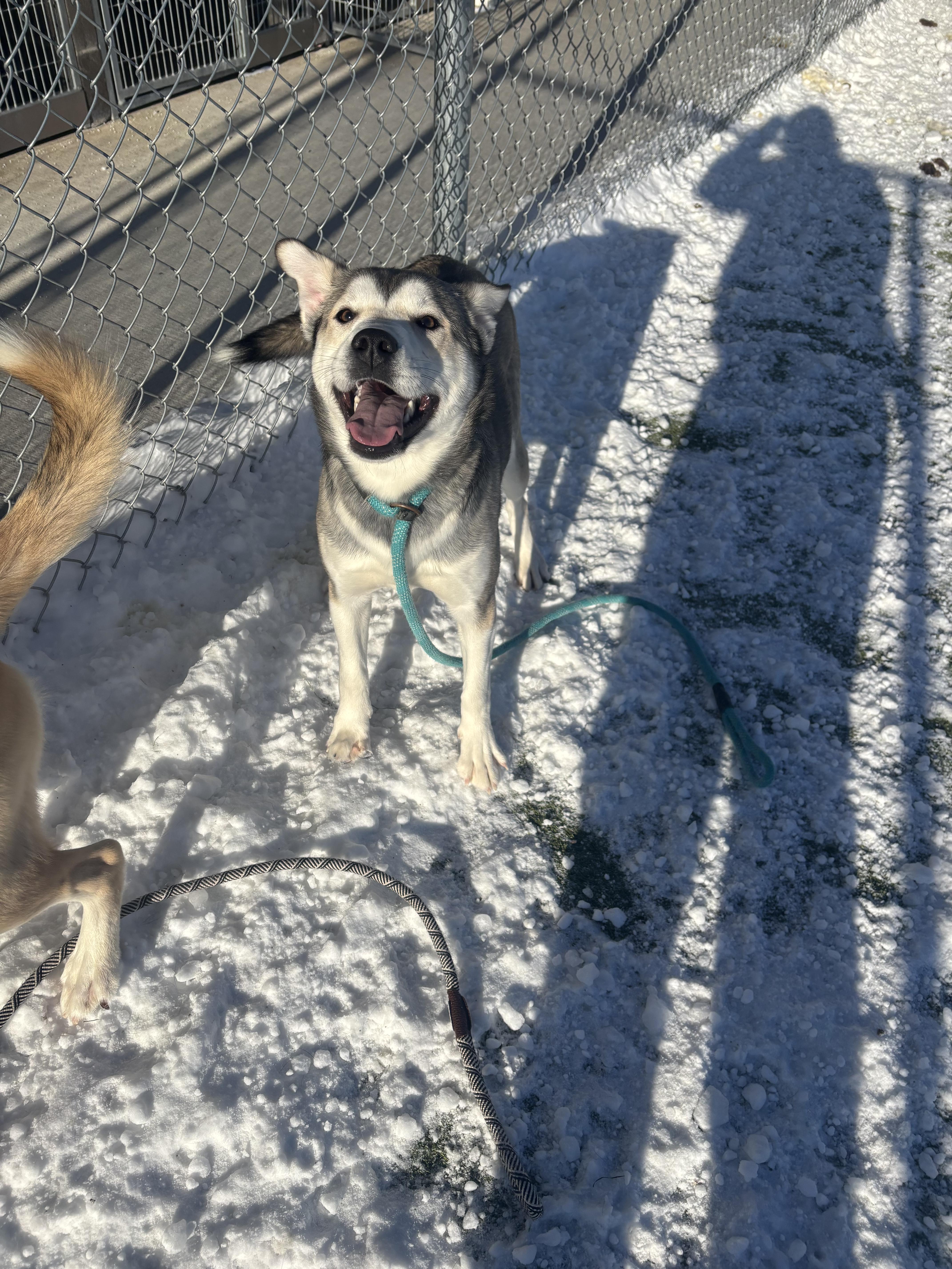 Enlarge Dory, a ADOPTABLE Husky in Liberty, MO image 2/6