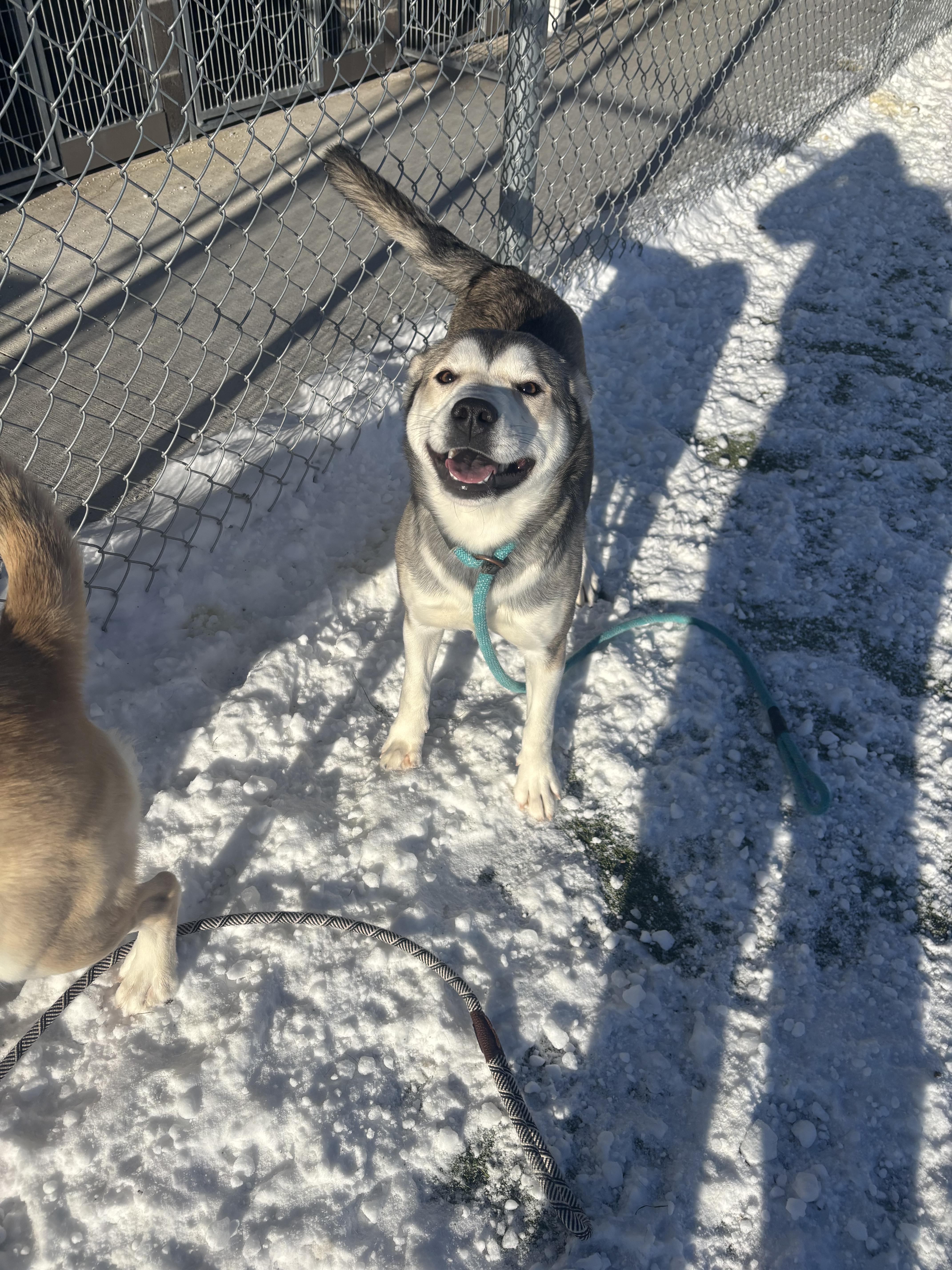 Enlarge Dory, a ADOPTABLE Husky in Liberty, MO image 5/6