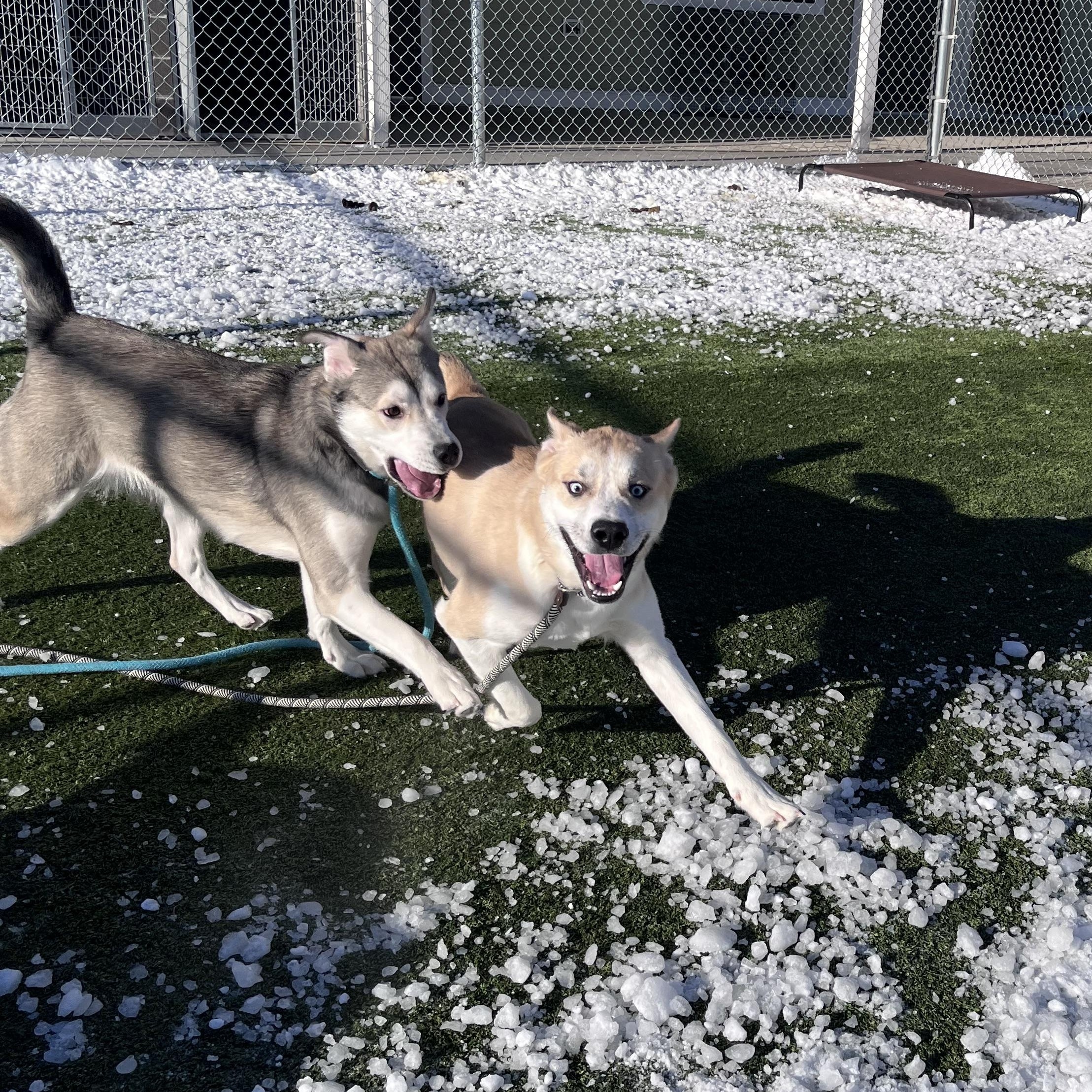 Enlarge Dory, a ADOPTABLE Husky in Liberty, MO image 1/6