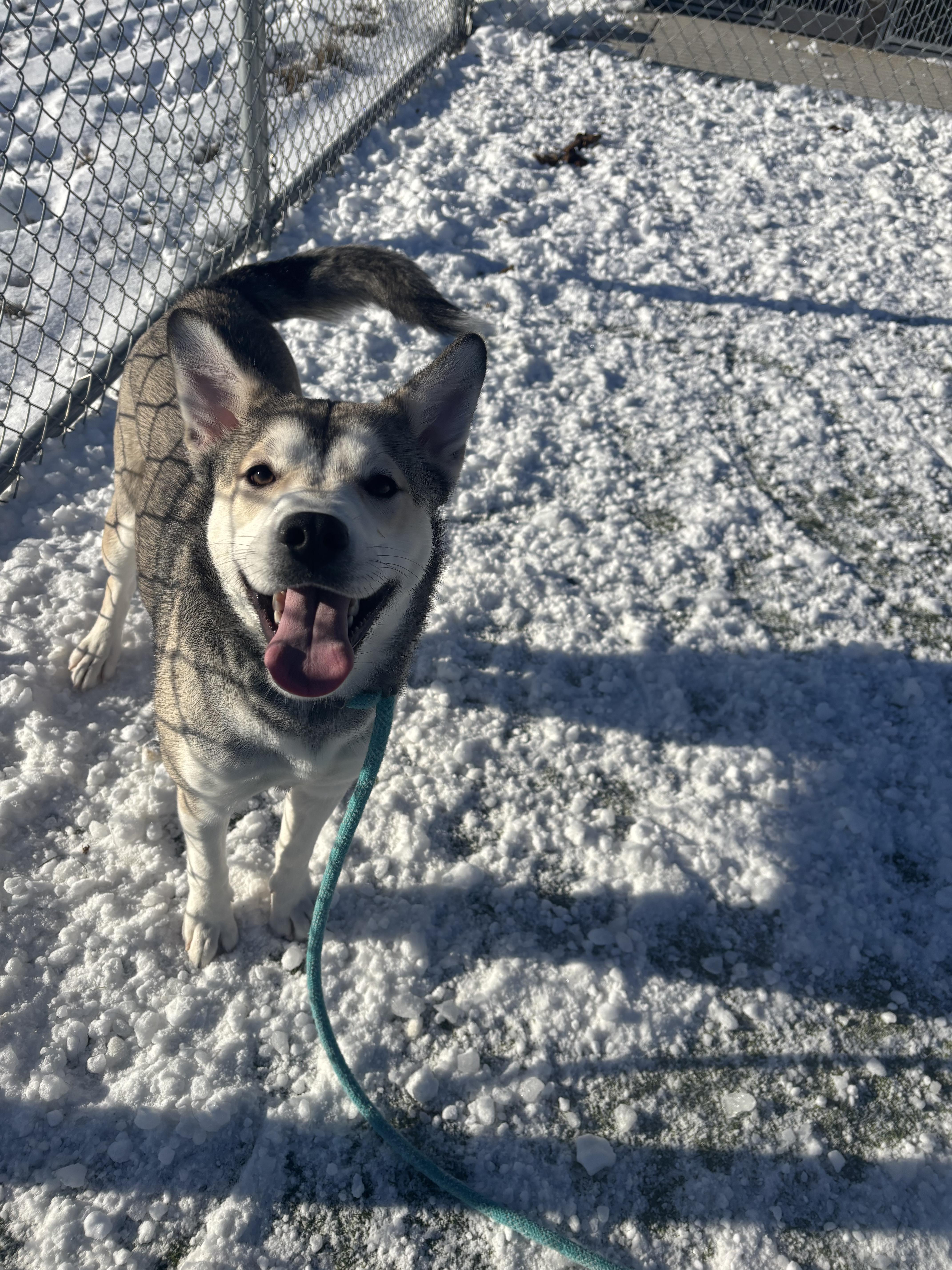 Enlarge Dory, a ADOPTABLE Husky in Liberty, MO image 3/6
