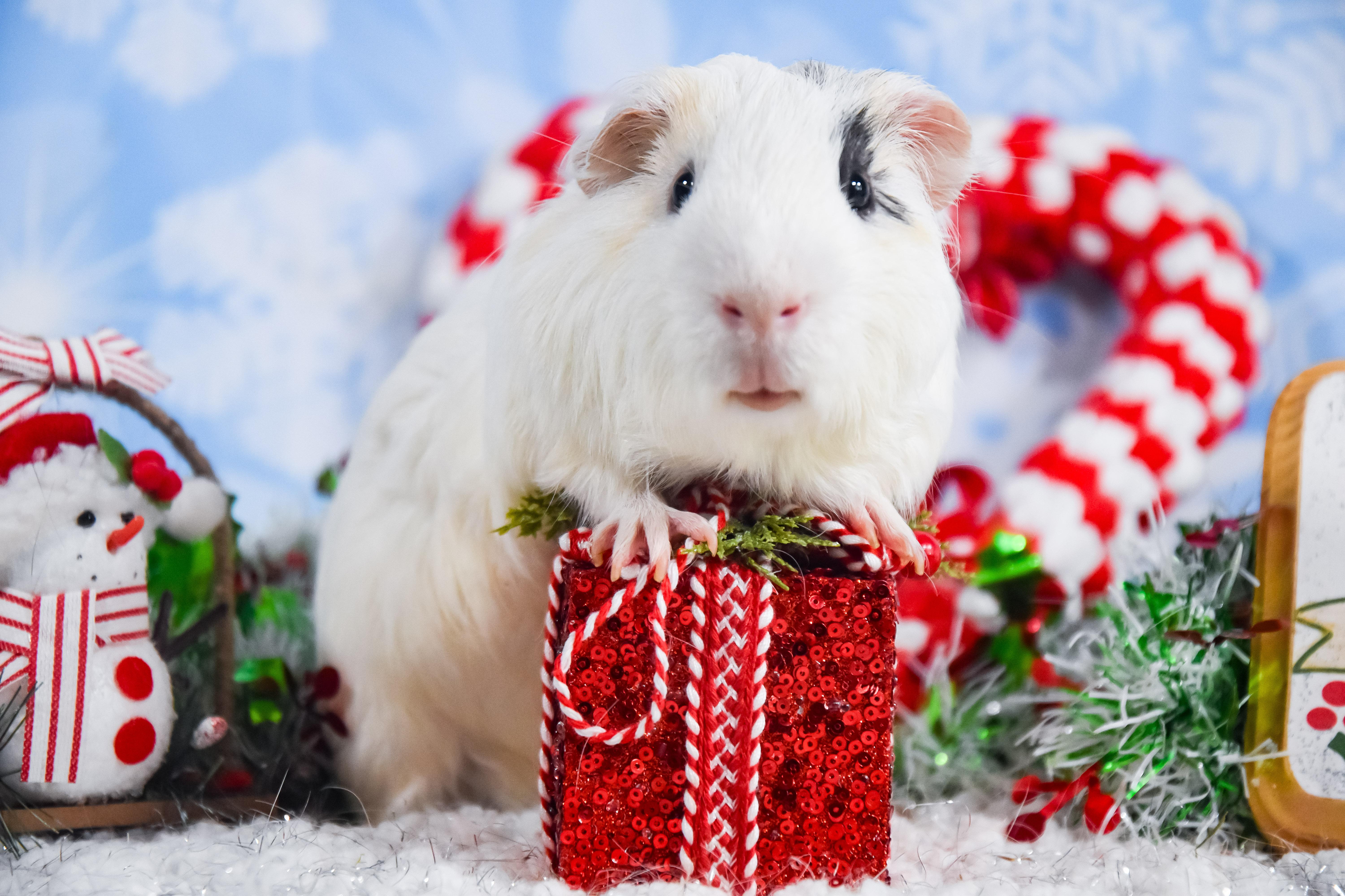 Wilson, ADOPTABLE, Young Male Guinea Pig.