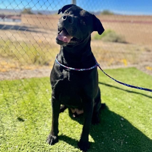 DAX (SQ 26-017), Adoptable, Adult Male Rottweiler.