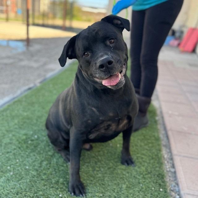 DAX (SQ 26-017), Adoptable, Adult Male Rottweiler.