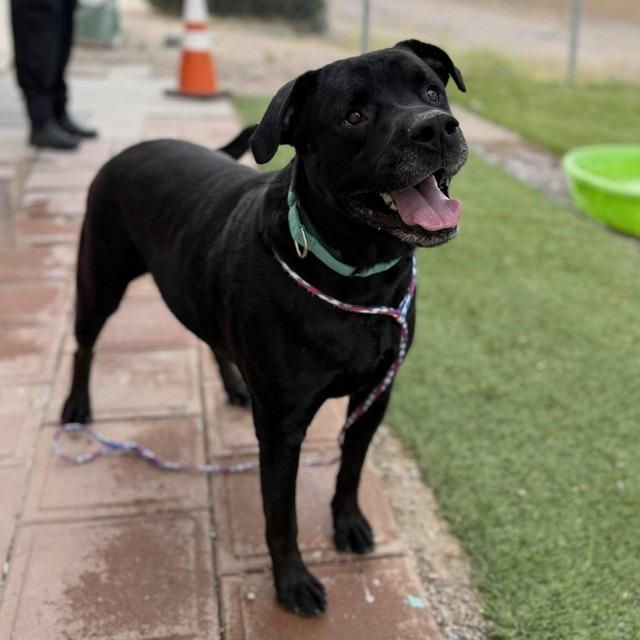 Enlarge DAX (SQ 26-017), a Adoptable mixed breed in Bullhead City, AZ image 3/4