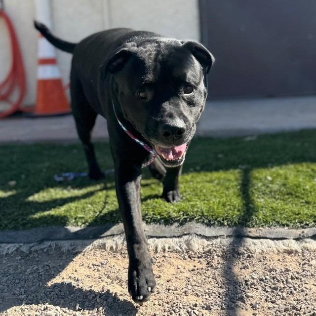 Enlarge DAX (SQ 26-017), a Adoptable mixed breed in Bullhead City, AZ image 3/3